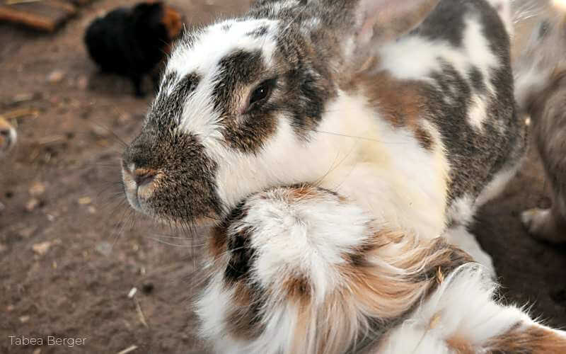 Die Kaninchen putzen sich gegenseitig: Bei dem süßem Anblick bekommt man Lust auf ein Kaninchen als Haustier!